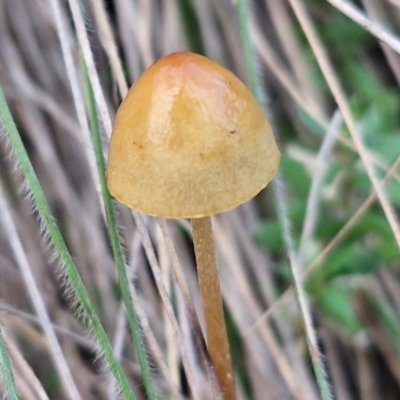 Protostropharia semiglobata at Goulburn, NSW - 16 Aug 2024 by trevorpreston