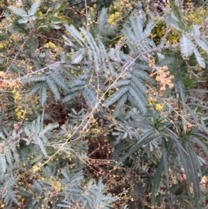 Acacia baileyana x Acacia dealbata at Hackett, ACT - 16 Aug 2024