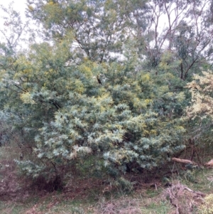 Acacia baileyana x Acacia dealbata at Hackett, ACT - 16 Aug 2024