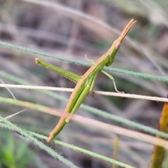 Keyacris scurra (Key's Matchstick Grasshopper) at Goulburn, NSW - 16 Aug 2024 by trevorpreston