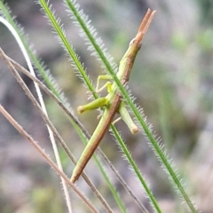 Keyacris scurra at Goulburn, NSW - 16 Aug 2024