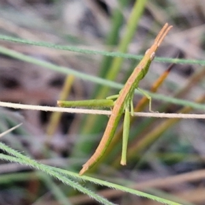 Keyacris scurra at Goulburn, NSW - 16 Aug 2024 04:45 PM