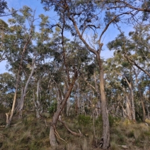 Eucalyptus macrorhyncha subsp. macrorhyncha at Goulburn, NSW - 16 Aug 2024 04:34 PM