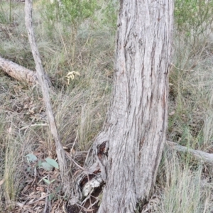 Eucalyptus macrorhyncha subsp. macrorhyncha at Goulburn, NSW - 16 Aug 2024