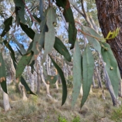 Eucalyptus macrorhyncha subsp. macrorhyncha at Goulburn, NSW - 16 Aug 2024