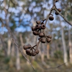 Eucalyptus macrorhyncha subsp. macrorhyncha at Goulburn, NSW - 16 Aug 2024