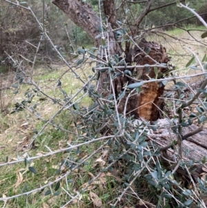 Olea europaea subsp. cuspidata at Hackett, ACT - 16 Aug 2024