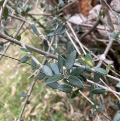 Olea europaea subsp. cuspidata at Hackett, ACT - 16 Aug 2024 12:25 PM