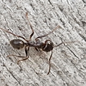 Notoncus sp. (genus) at Goulburn, NSW - 16 Aug 2024