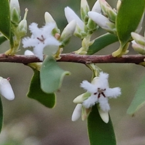 Styphelia mutica at Goulburn, NSW - 16 Aug 2024