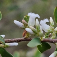 Styphelia mutica at Goulburn, NSW - 16 Aug 2024