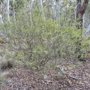 Styphelia mutica at Goulburn, NSW - 16 Aug 2024