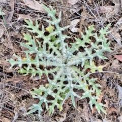 Cirsium vulgare (Spear Thistle) at Goulburn, NSW - 16 Aug 2024 by trevorpreston