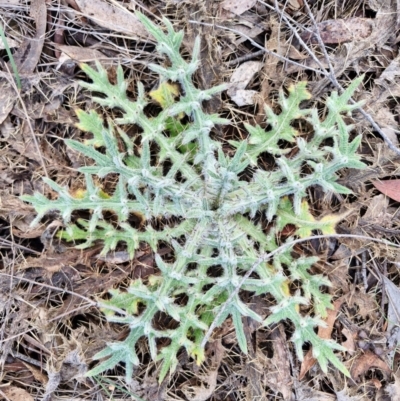 Cirsium vulgare (Spear Thistle) at Goulburn, NSW - 16 Aug 2024 by trevorpreston