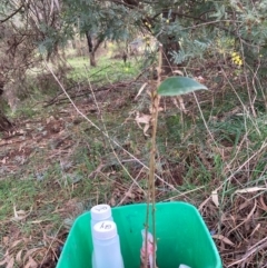 Ligustrum lucidum at Hackett, ACT - 16 Aug 2024 12:52 PM