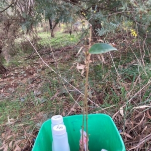 Ligustrum lucidum at Hackett, ACT - 16 Aug 2024 12:52 PM