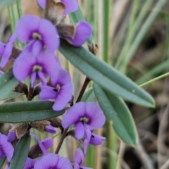 Hovea heterophylla (Common Hovea) at Goulburn, NSW - 16 Aug 2024 by trevorpreston