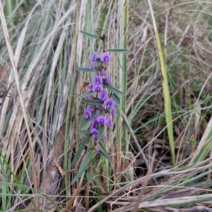 Hovea heterophylla at Goulburn, NSW - 16 Aug 2024 04:27 PM