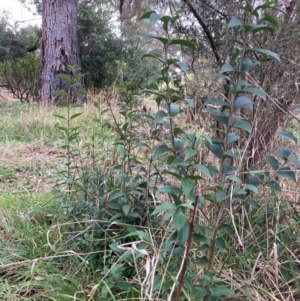 Ligustrum lucidum at Hackett, ACT - 16 Aug 2024