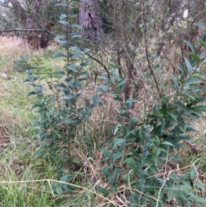 Ligustrum lucidum at Hackett, ACT - 16 Aug 2024