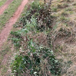 Ligustrum lucidum at Hackett, ACT - 16 Aug 2024