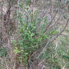 Ligustrum lucidum at Hackett, ACT - 16 Aug 2024