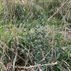 Ligustrum sinense (Narrow-leaf Privet, Chinese Privet) at Hackett, ACT - 16 Aug 2024 by waltraud