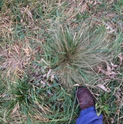 Nassella trichotoma (Serrated Tussock) at Hackett, ACT - 16 Aug 2024 by waltraud