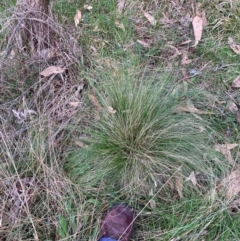 Nassella trichotoma at Hackett, ACT - 16 Aug 2024