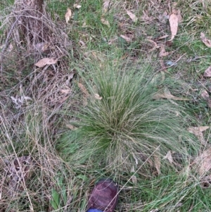 Nassella trichotoma at Hackett, ACT - 16 Aug 2024