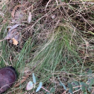 Nassella trichotoma at Hackett, ACT - 16 Aug 2024