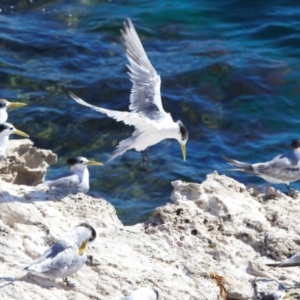 Thalasseus bergii at Rottnest Island, WA - 26 Apr 2024