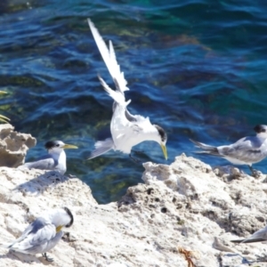 Thalasseus bergii at Rottnest Island, WA - 26 Apr 2024