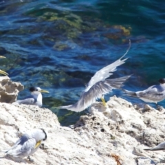 Thalasseus bergii at Rottnest Island, WA - 26 Apr 2024