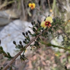 Dillwynia ramosissima (Bushy Parrot-pea) at Vincentia, NSW - 4 Aug 2024 by JodieR