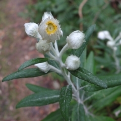 Coronidium elatum subsp. elatum (Tall Everlasting) at Twelve Mile Peg, NSW - 10 Aug 2024 by Clarel