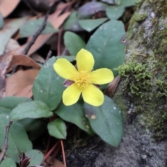 Hibbertia dentata (Twining Guinea Flower) at Twelve Mile Peg, NSW - 10 Aug 2024 by Clarel