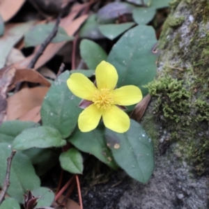 Hibbertia dentata at Twelve Mile Peg, NSW - 10 Aug 2024 12:58 PM