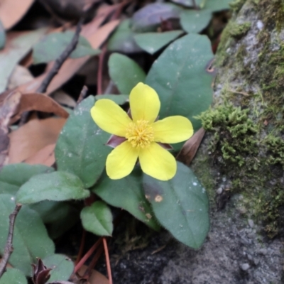 Hibbertia dentata (Twining Guinea Flower) at Twelve Mile Peg, NSW - 10 Aug 2024 by Clarel