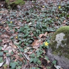 Hibbertia dentata at Twelve Mile Peg, NSW - 10 Aug 2024 12:58 PM