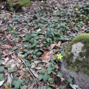 Hibbertia dentata at Twelve Mile Peg, NSW - 10 Aug 2024 12:58 PM