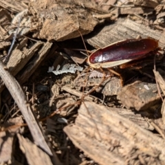 Methana parva (Spined Methana Cockroach) at Vincentia, NSW - 4 Aug 2024 by JodieR