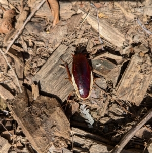 Methana parva at Vincentia, NSW - 4 Aug 2024 12:25 PM