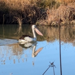 Pelecanus conspicillatus (Australian Pelican) at Narrabundah, ACT - 1 Aug 2024 by JodieR