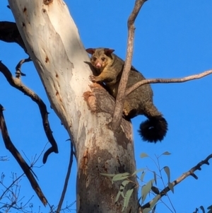 Trichosurus vulpecula at Narrabundah, ACT - 26 Jul 2024