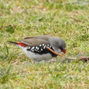 Stagonopleura guttata at Kambah, ACT - 16 Aug 2024