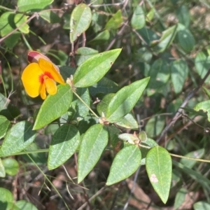 Platylobium formosum at Comberton, NSW - 10 Aug 2024