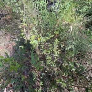 Platylobium formosum at Comberton, NSW - 10 Aug 2024