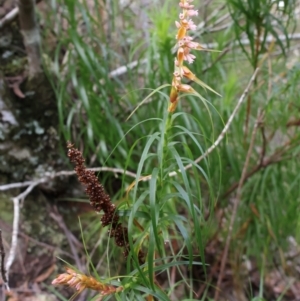 Dracophyllum secundum at Twelve Mile Peg, NSW - 10 Aug 2024 01:19 PM