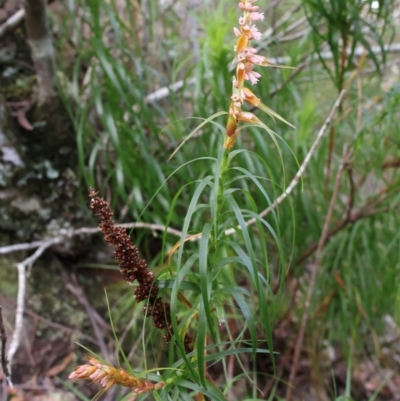 Dracophyllum secundum at Twelve Mile Peg, NSW - 10 Aug 2024 by Clarel